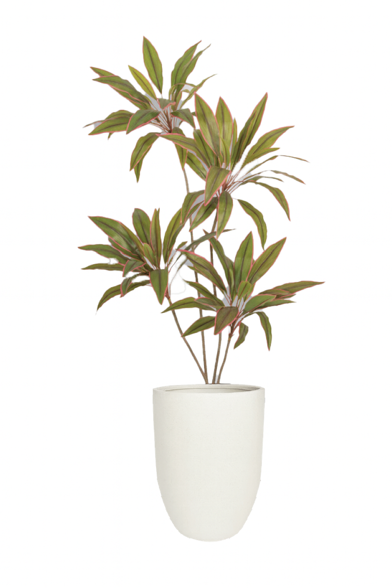Dracaena Red with White Stone Finish and Small Bold pot