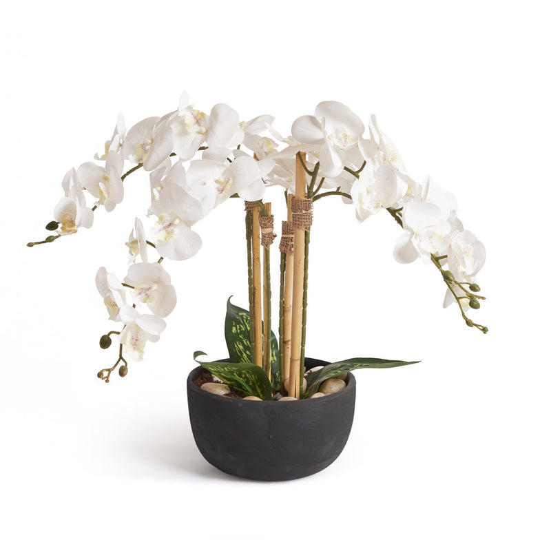 Orchids in Black Pot
